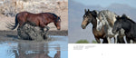 Coffee Table Book Collection | Wild Horses of the West